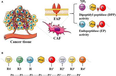 Frontiers Fibroblast Activation Protein As A Target In The Bench To